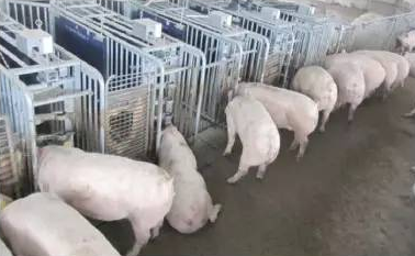 成都智能养猪设备