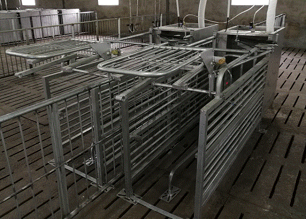 四川母猪电子饲喂站