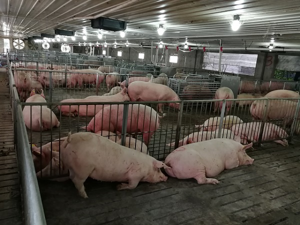 四川母猪电子饲喂站价格