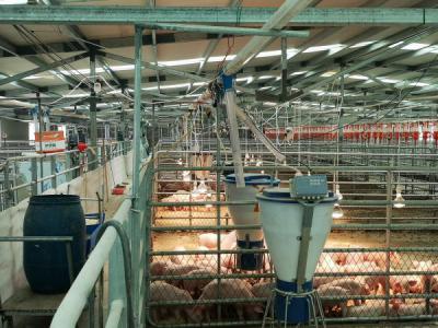 河南整厂智能化无人饲喂养猪设备工程安装案例