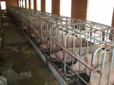 母猪定位饲喂技术的变革