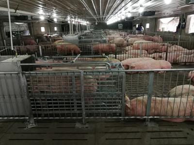 猪厂无人饲喂抗“非瘟”的意义