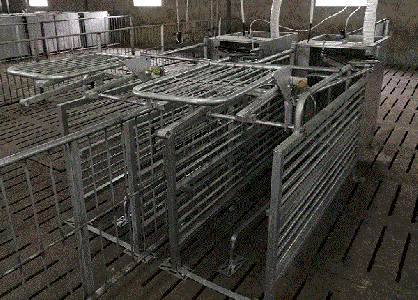 电子饲喂站带来的猪场变化