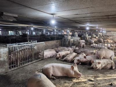 如何选择智能化养猪设备？