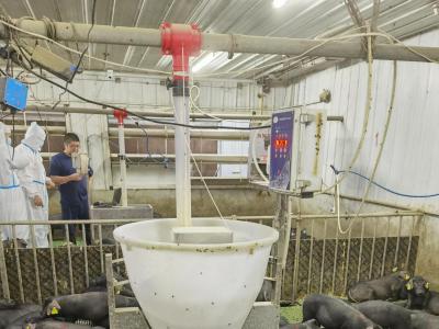 保育猪粥料饲喂的时代来临