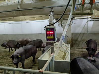 育肥猪粥料机为何很少人用？