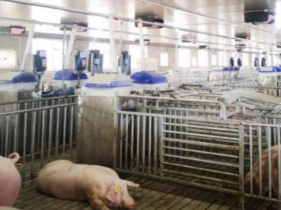 小群养电子饲喂站喂多少头猪？