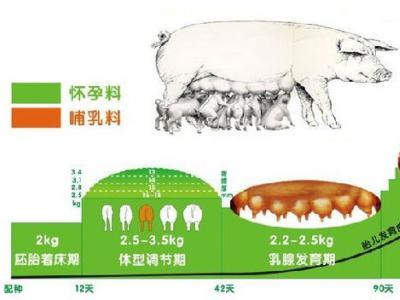 母猪精准饲喂量的设定和体况调整