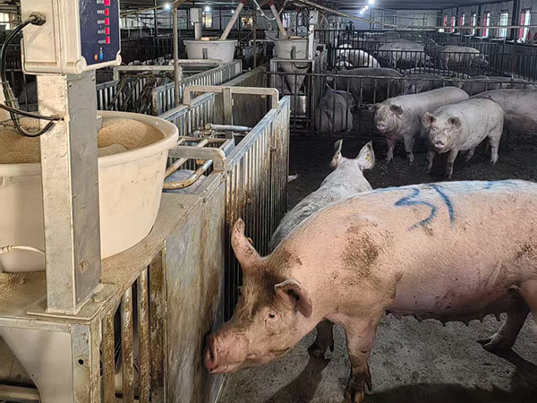 鸡西晨辉生态牧业有限公司