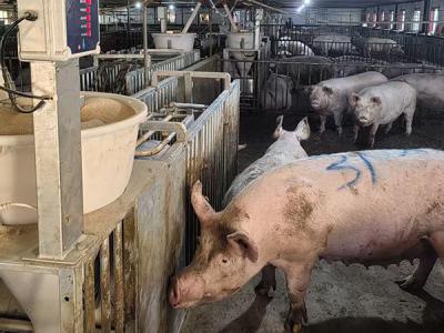 鸡西晨辉生态牧业有限公司